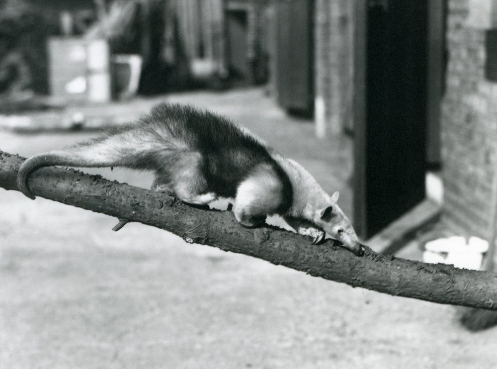 A Southern Tamandua/Collared Anteater/Lesser Anteater, walking along a branch at London Zoo by Frederick William Bond