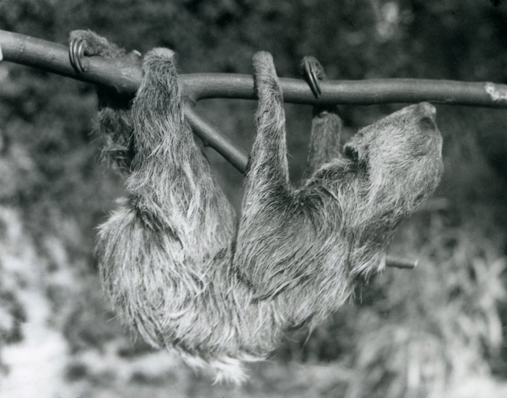 A Two-toed Sloth hanging from a cut branch, London Zoo, 1927