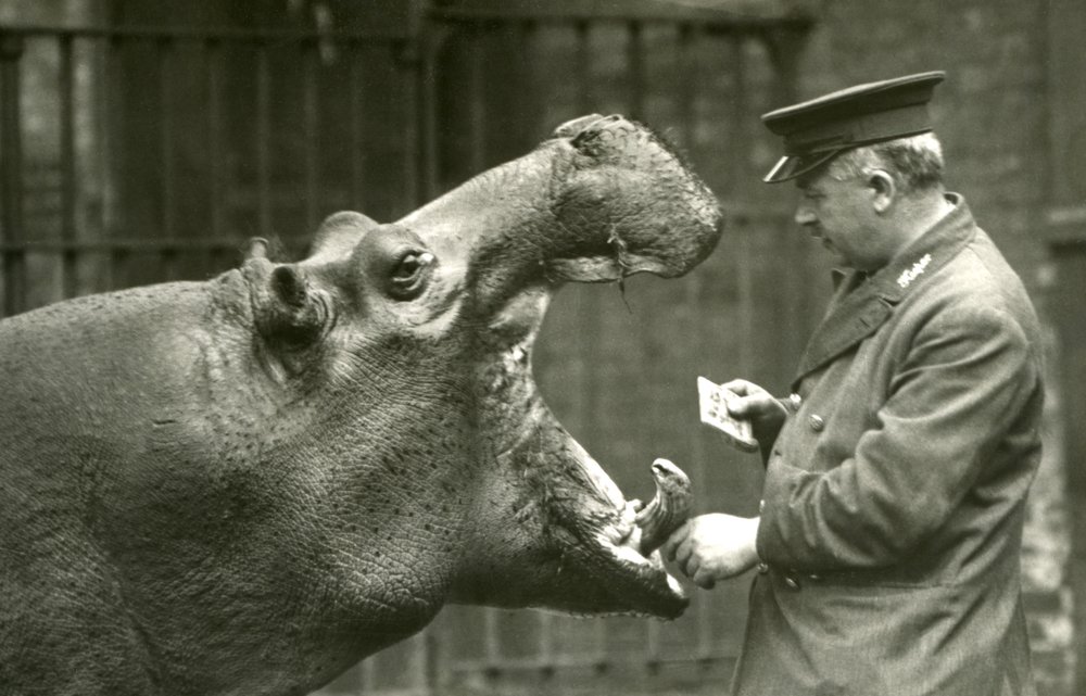 Hippopotamus Bobbie with keeper Ernie Bowman, London Zoo, 1927 by Frederick William Bond