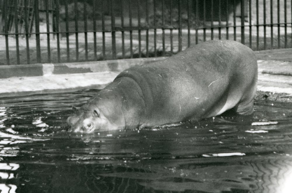 Young Hippopotamus Bobbie Entering His Pool at London Zoo in August 1927 by Frederick William Bond
