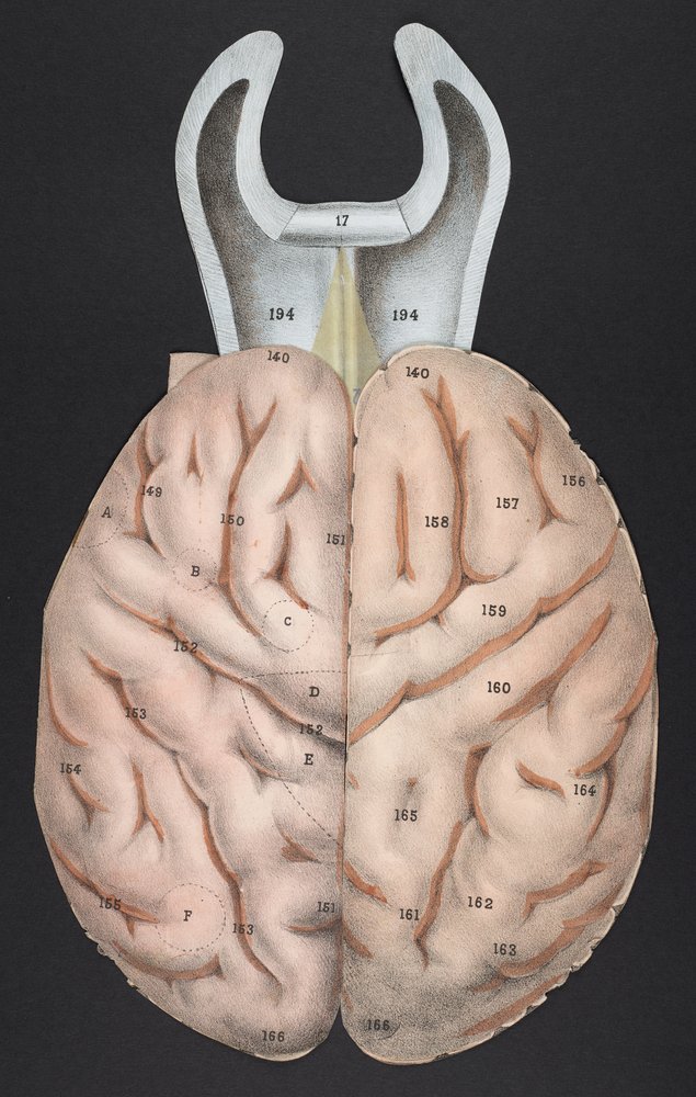 A section of the brain, from 'A Movable Atlas showing the structure and ...