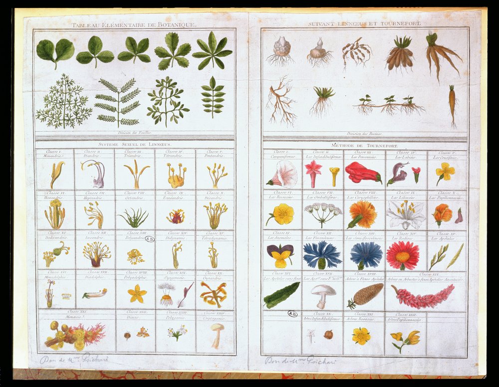 Botanical plate after Carl von Linné (1707-78) and Joseph Pitton de Tournefort (1656-1708), late 18th century by French School