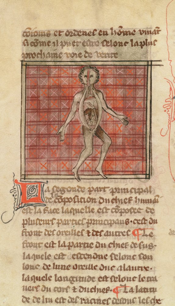 Anatomical figure, from La Chirurgie de Maitre Henri de Mondeville by French School