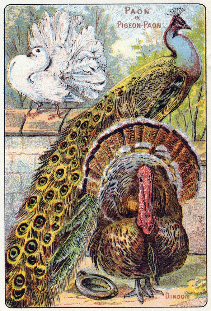 Plate 1: Peacock and peacock pigeon, turkey. Engraving in “Syllabary alphabet of birds and reptiles”. Series A. Pellerin et Cie, printer-publishers, Épinal, late 19th century. Chromolithographs. Small 8-page advertising album containing a syllabary and a by French School
