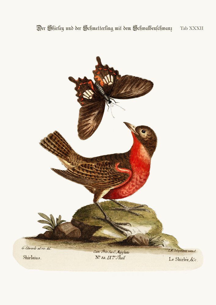 The Shirley and the Dusky Swallow-tailed Butterfly, 1749-73 by George Edwards
