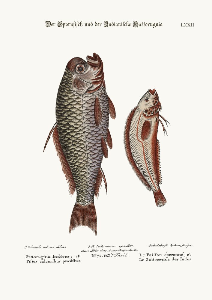 The Spur-Fish, and the Indian Gattorugina, 1749-73