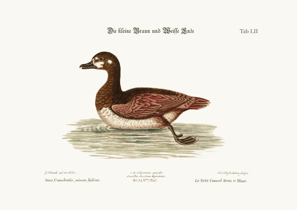 The Little Brown and White Duck, 1749-73 by George Edwards