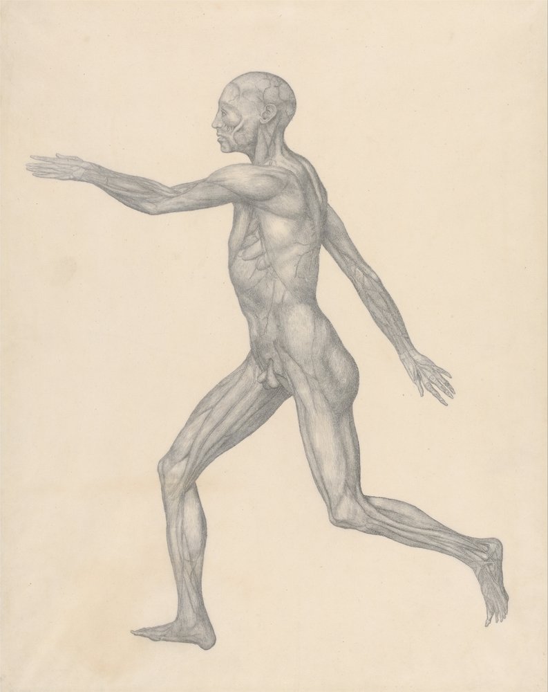 A Comparative Anatomical Exposition of the Structure of the Human Body ...