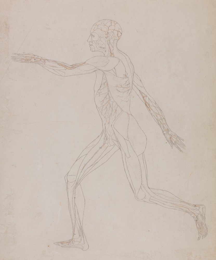 A Comparative Anatomical Exposition of the Structure of the Human Body ...