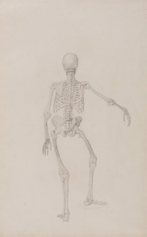 A Comparative Anatomical Exposition of the Structure of the Human Body ...