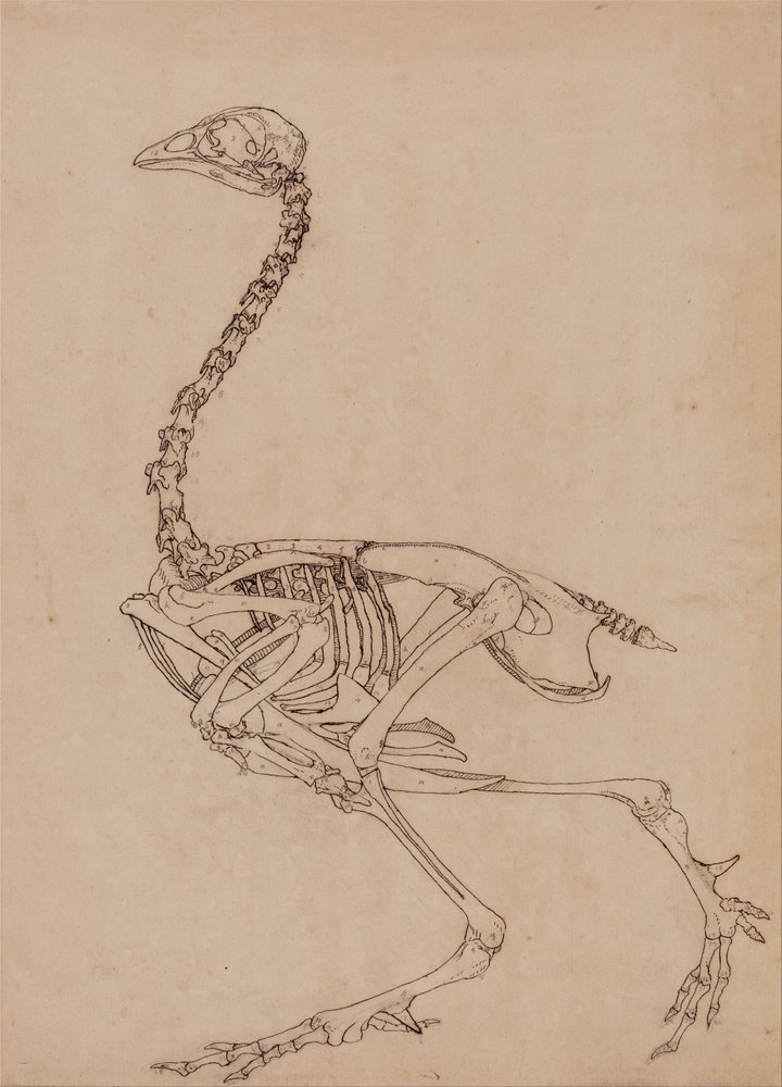 A Comparative Anatomical Exposition of the Structure of the Human Body ...