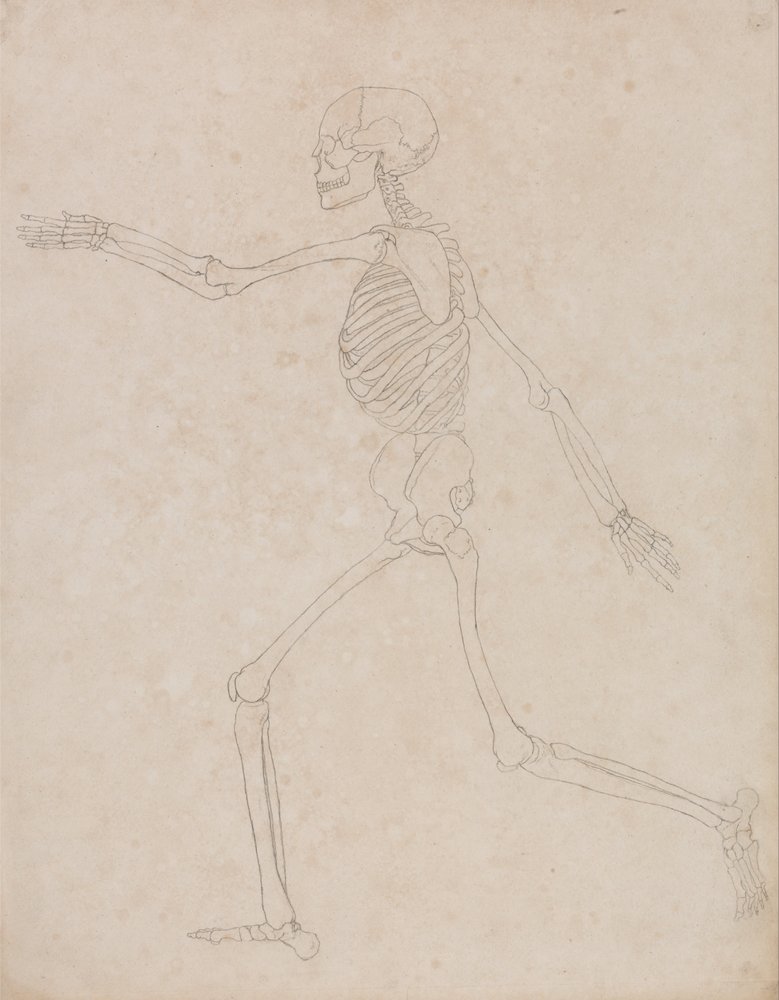 A Comparative Anatomical Exposition of the Structure of the Human Body ...
