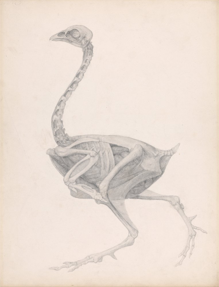 A Comparative Anatomical Exposition of the Structure of the Human Body ...