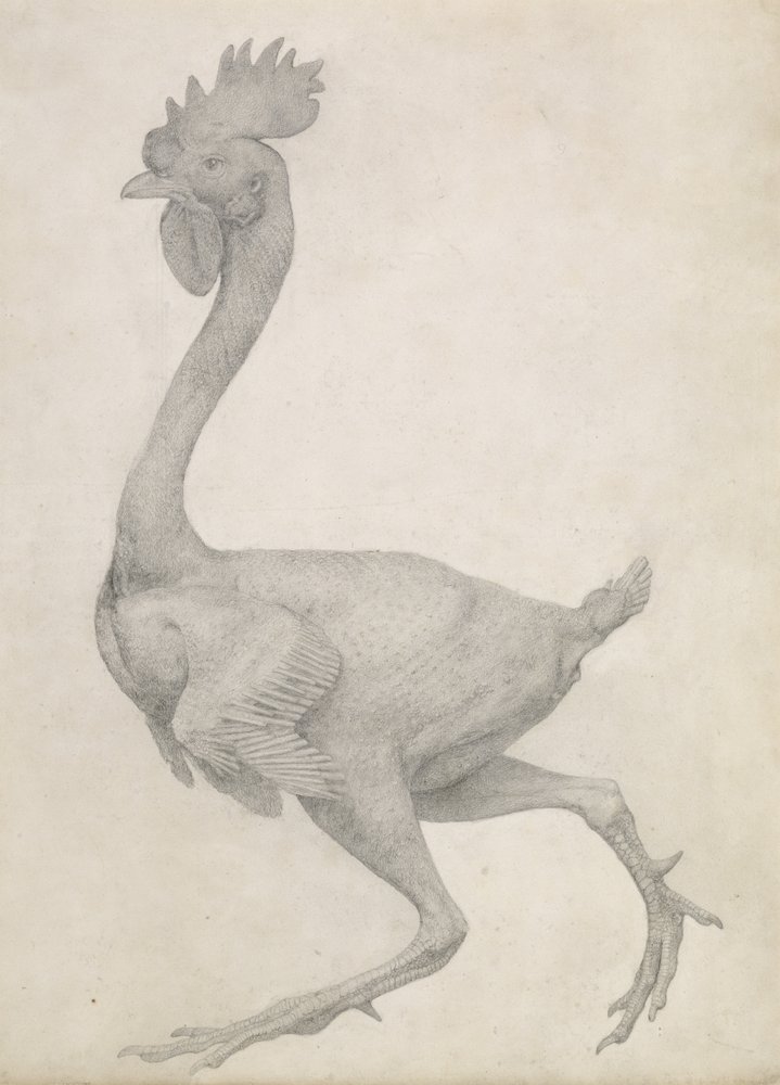 Fowl: Lateral View with Most Feathers Removed, from the series 'A ...