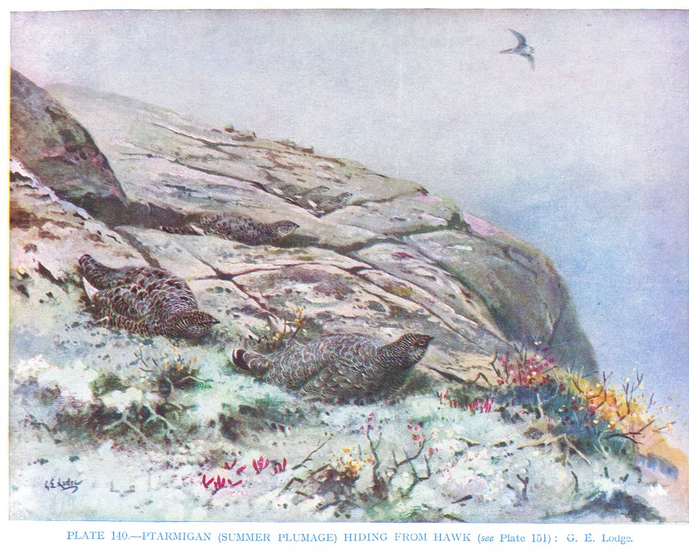 Ptarmigan Hiding from Hawk, Illustration from 'British Birds' by ...