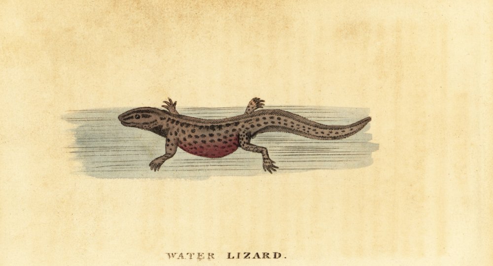 Smooth Newt, Lissotriton vulgaris (engraving) by George Edwards