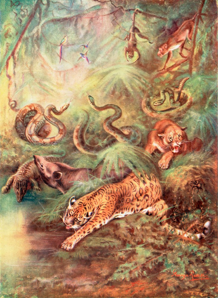 The Great Brazilian Forest and Its Zoo by George James Rankin