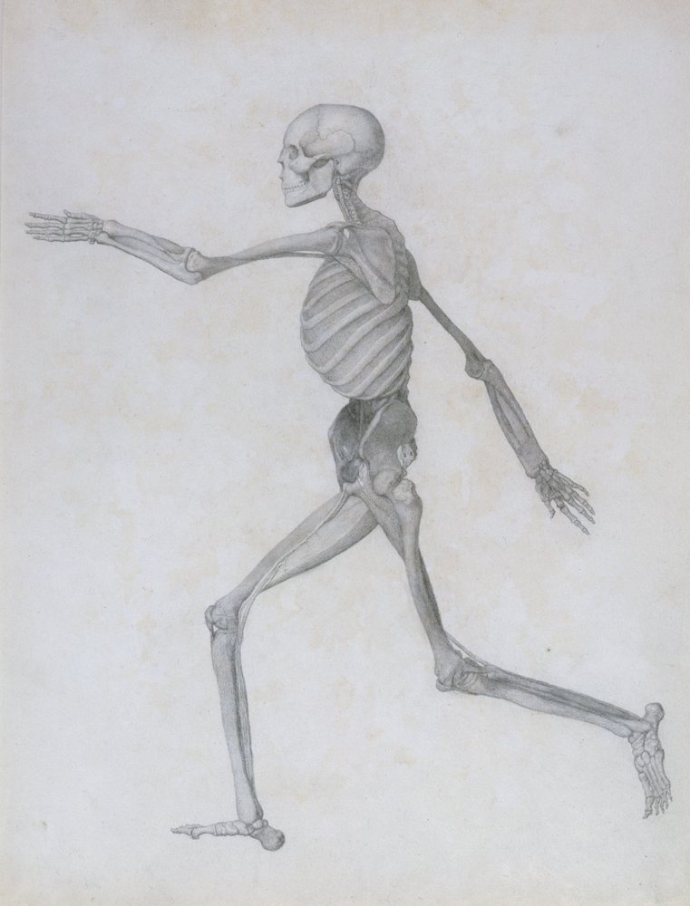 A Comparative Anatomical Exposition of the Structure of the Human Body ...