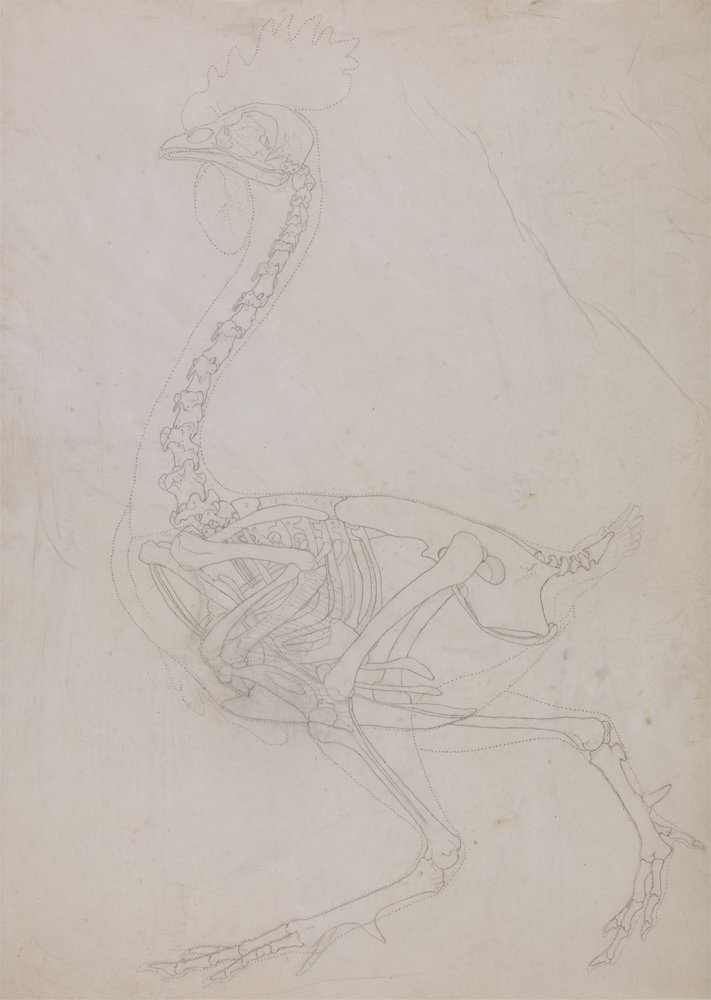 Study of a Fowl, Lateral View, from A Comparative Anatomical Exposition ...