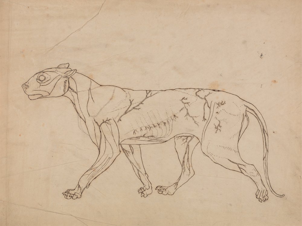Study of a Tiger, Lateral View, from A Comparative Anatomical ...