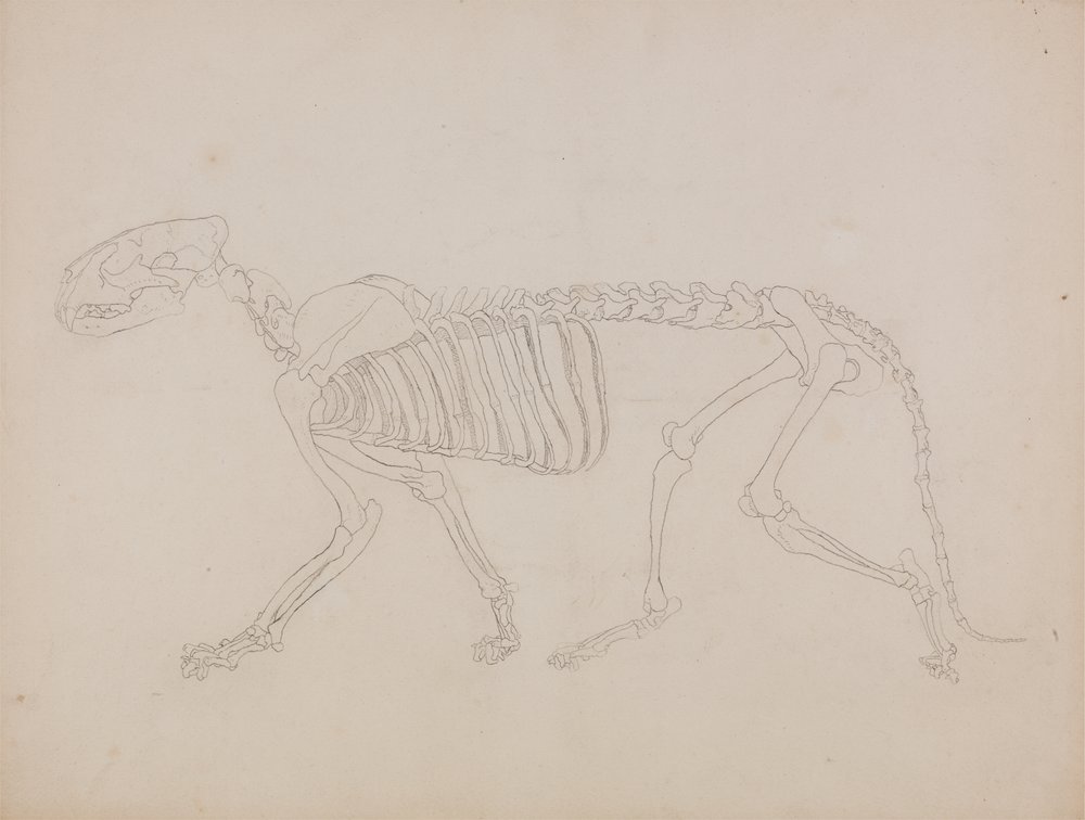 Study of a Tiger, Lateral View, from 'A Comparative Anatomical ...