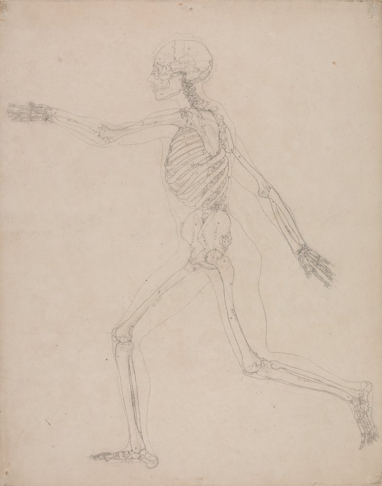 Study of the Human Figure, Lateral View, from A Comparative Anatomical ...