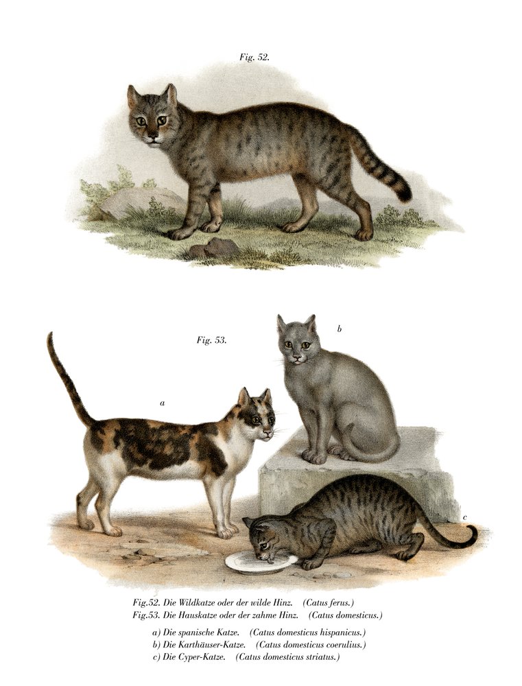 Wildcat by German School: Highest-quality art reproduction