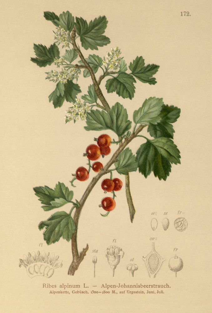 Alpine Currant by German School: Premium art reproduction