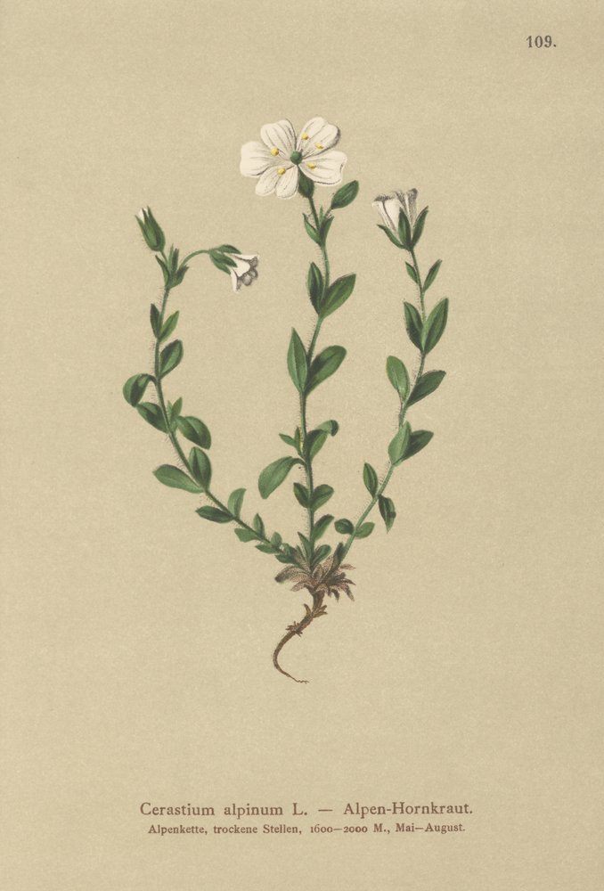 Alpine Mouse-ear by German School: Premium art reproduction