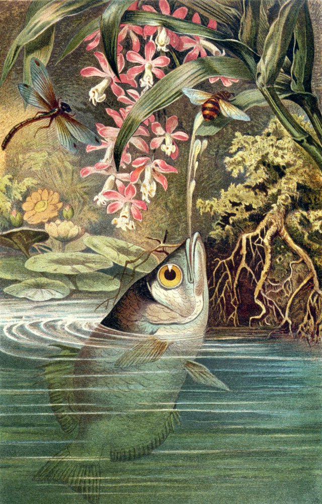 Archerfish, plate from Brehms Tierleben by German School
