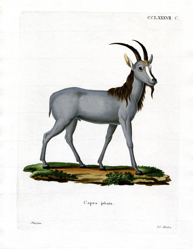 Argali by German School: Premium art reproduction