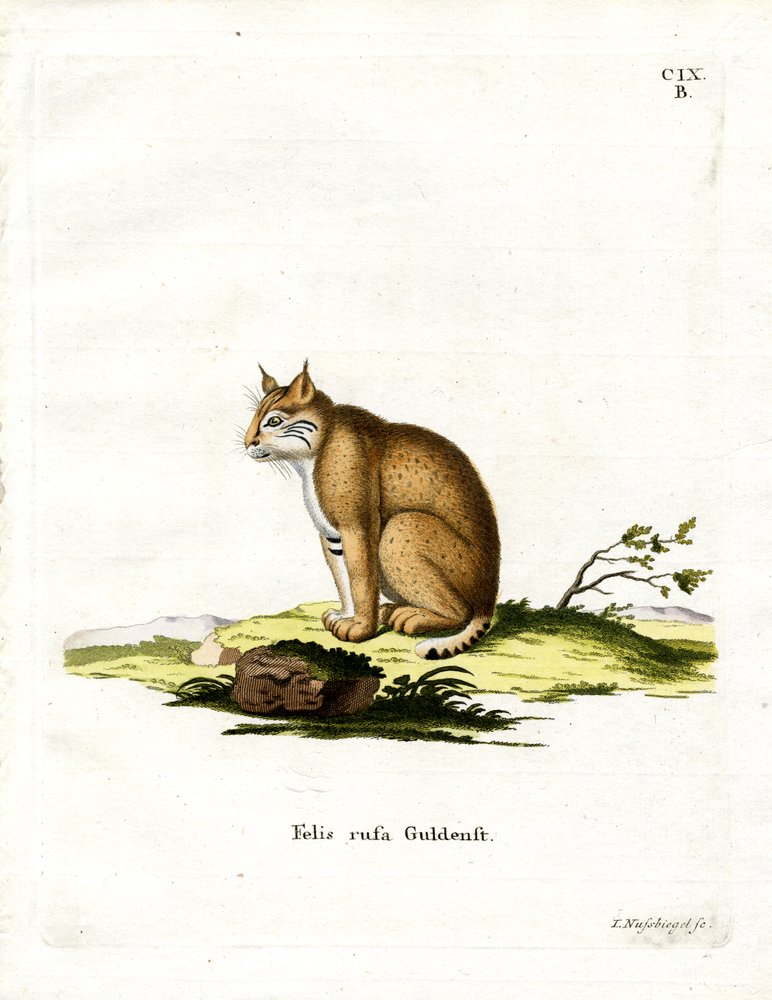 Bobcat by German School: Highest-quality art reproduction