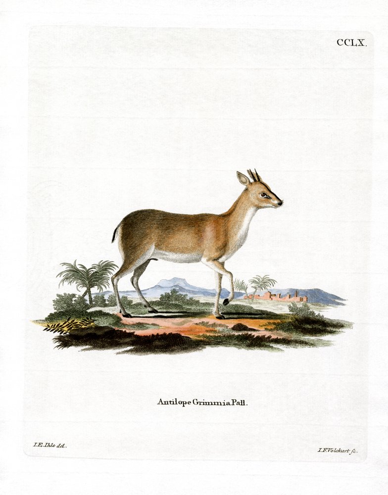 Common Duiker by German School