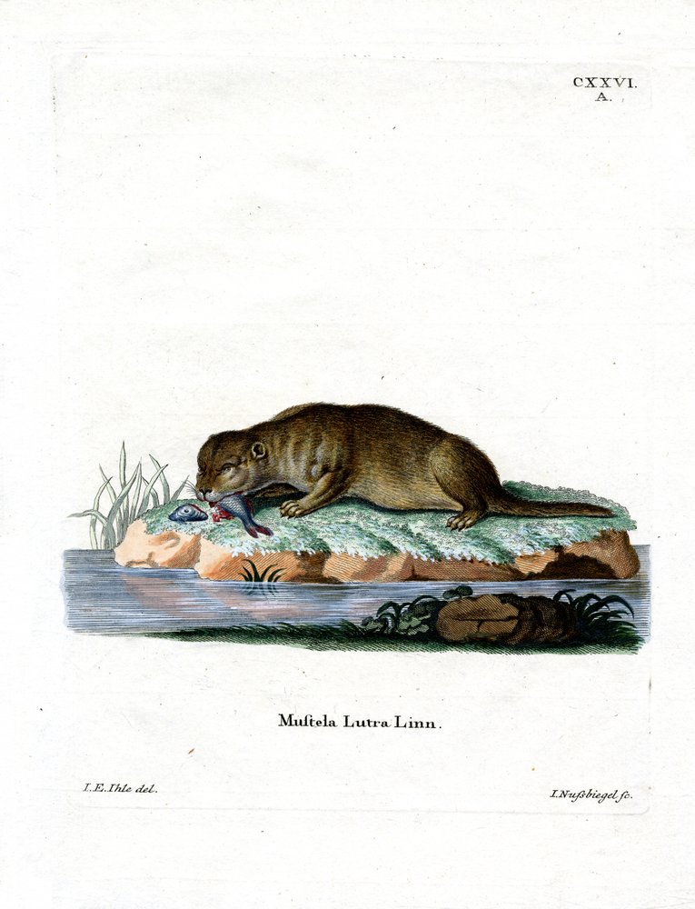 Common Otter by German School