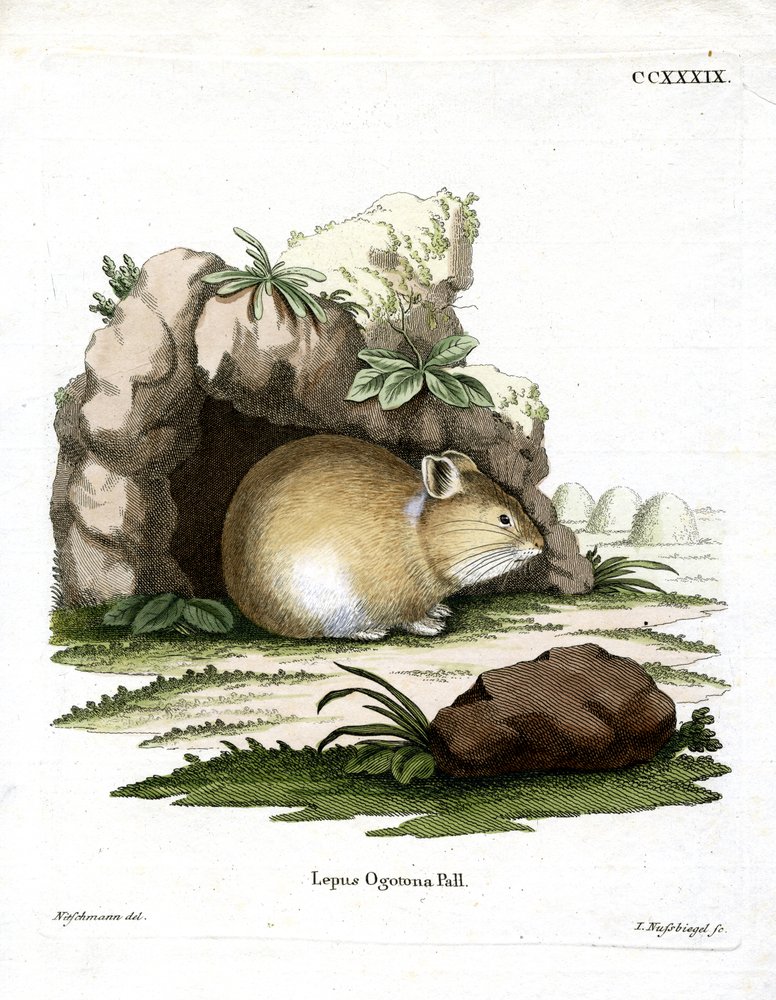 Daurian Pika by German School: Premium art reproduction