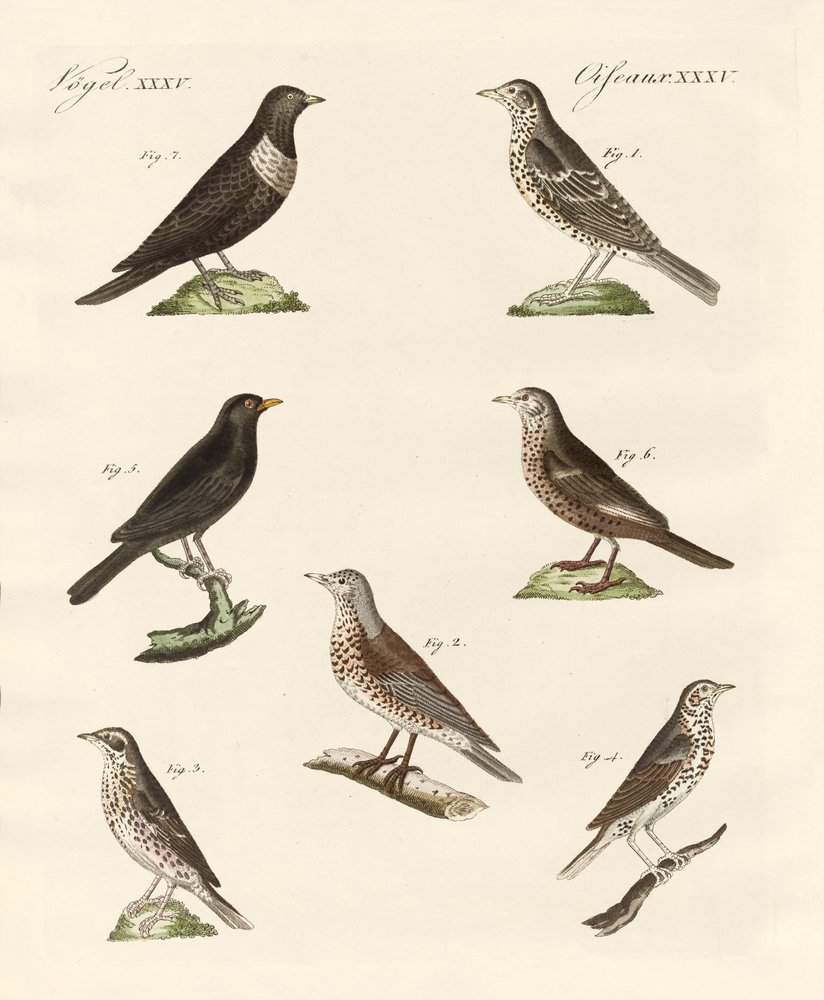 Different kinds of thrushes by German School