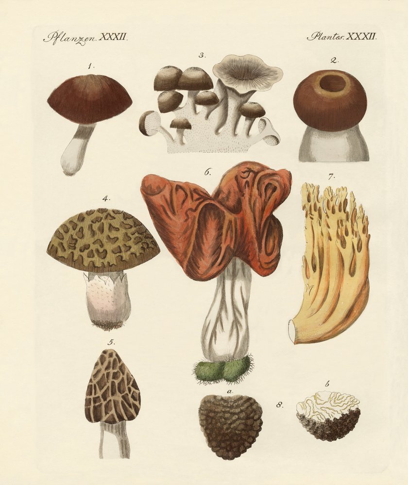 Edible Mushrooms by German School
