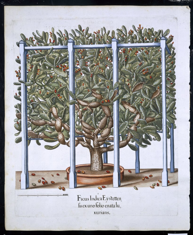 Ficus Indica Eystten from Hortus Eystettensis by Basil Besler, pub. 1613 by German School