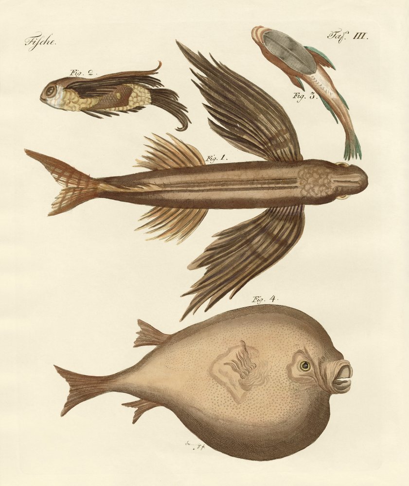 Four Wonderful Fish by German School: Buy fine art prints