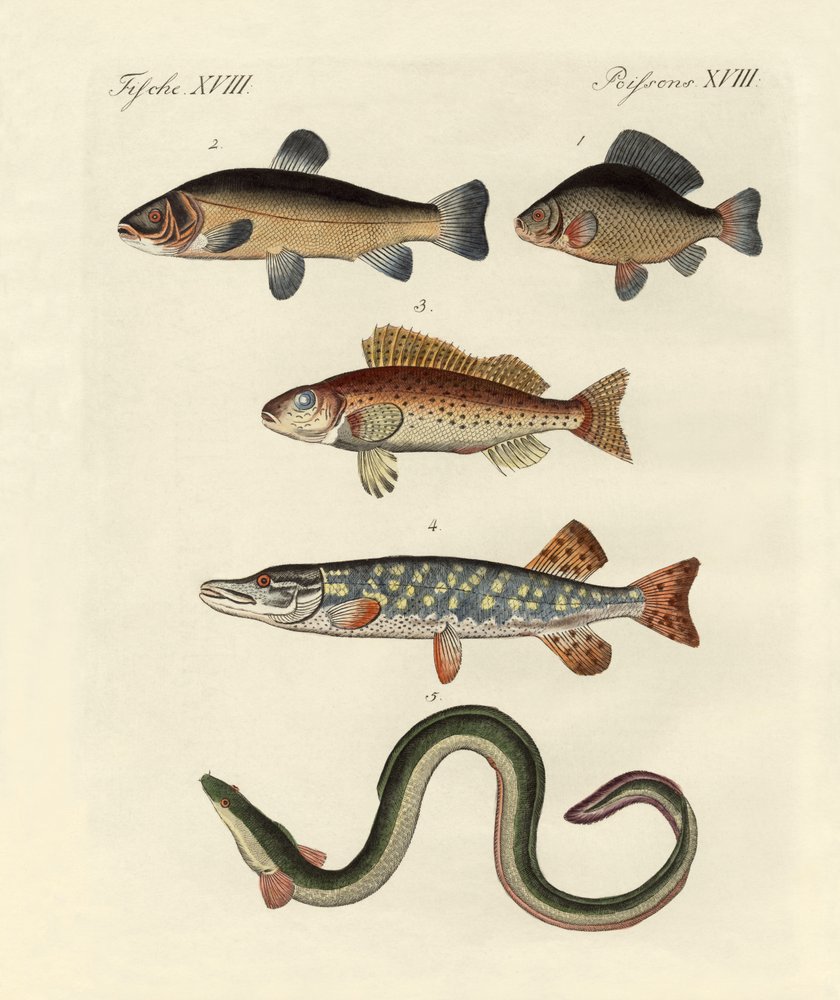 German Sea Fish by German School: Premium art reproduction