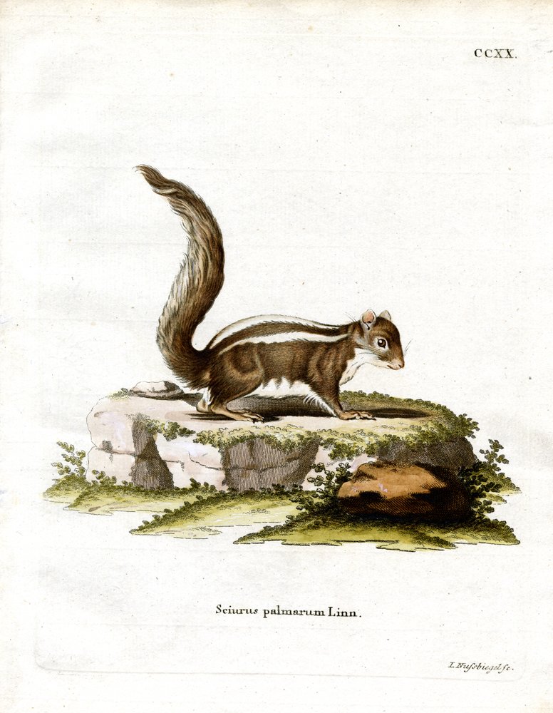 Indian Palm Squirrel by German School