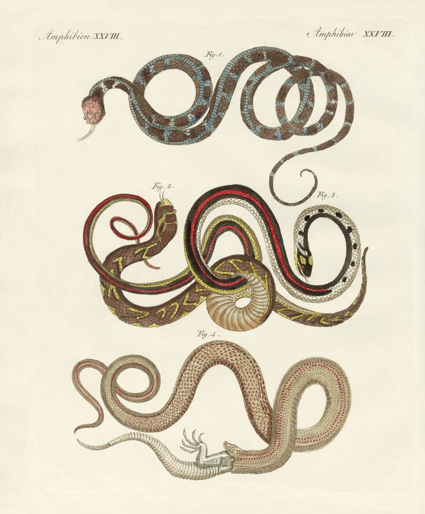 Kinds of Colubrids by German School: Buy fine art prints