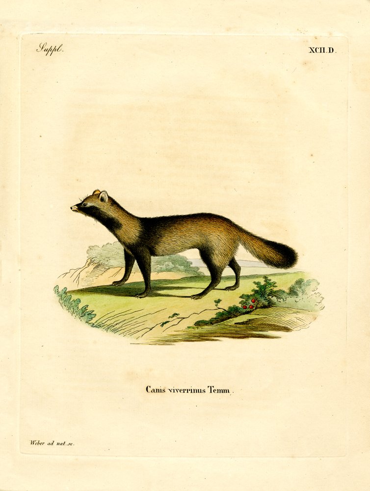Raccoon Dog by German School: Premium art reproduction