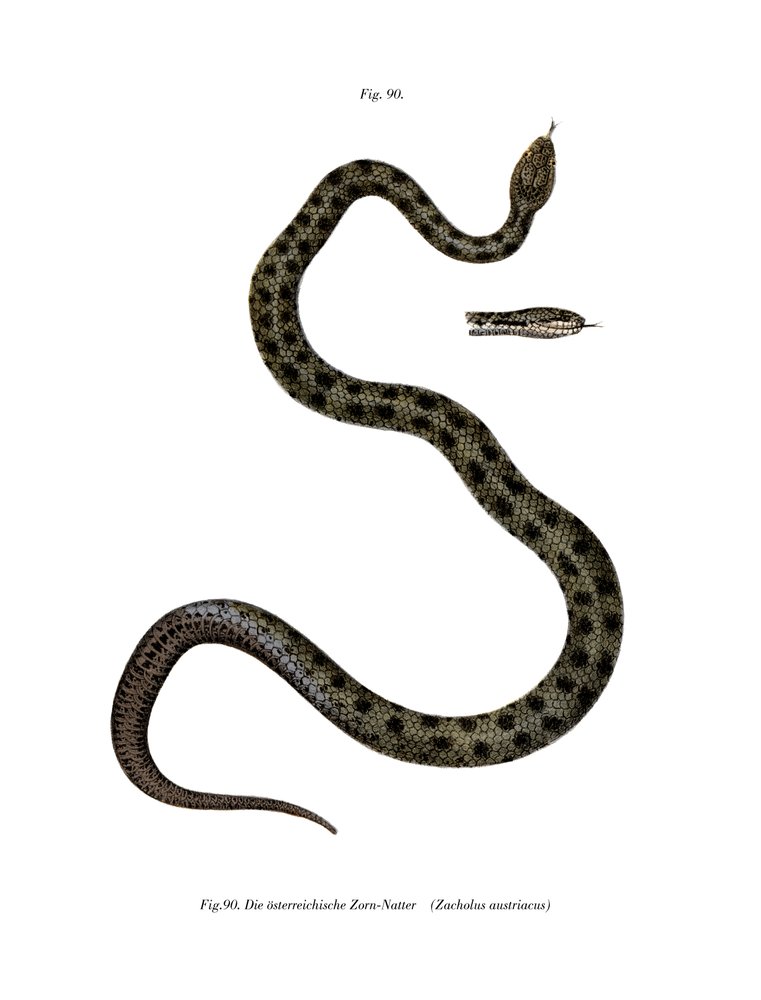 Smooth Snake by German School: Premium art reproduction