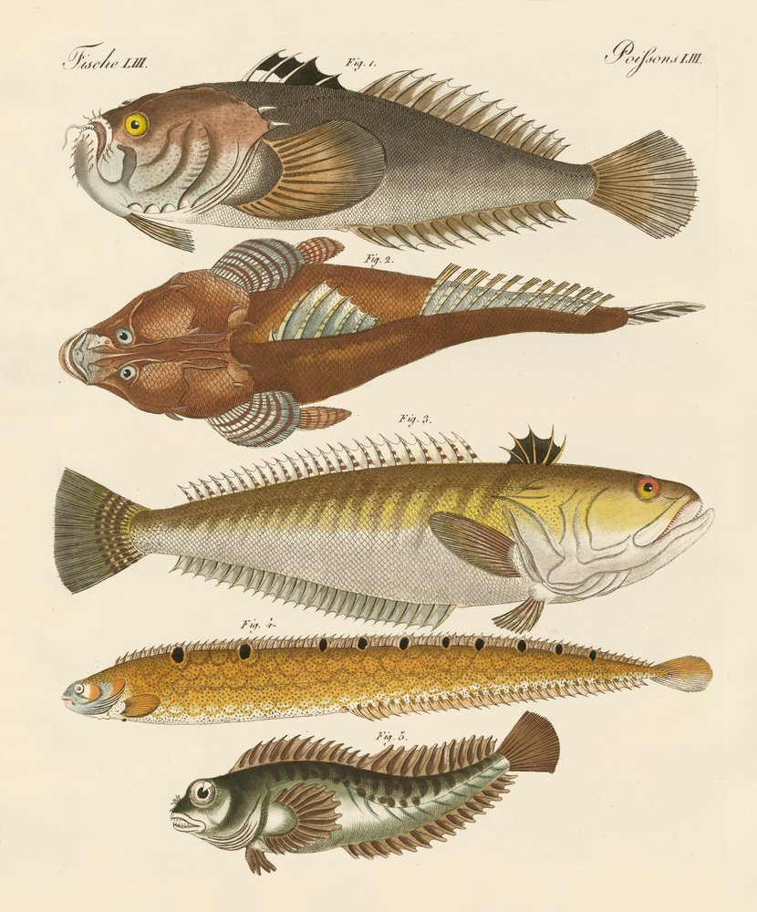 Strange Fish by German School: Buy fine art print