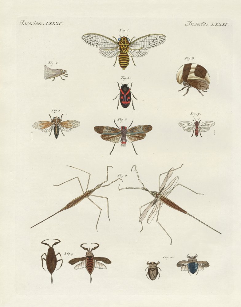 Strange insects by German School: Premium art reproduction