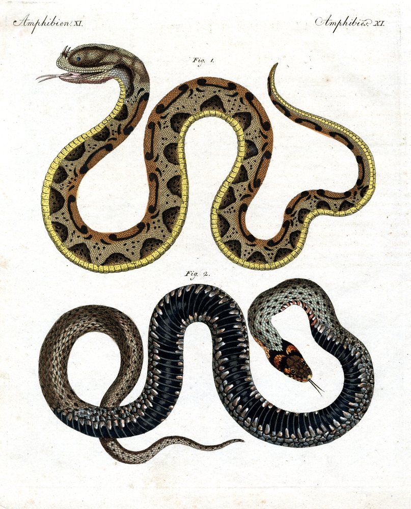 Strange snake by German School: Premium art reproduction