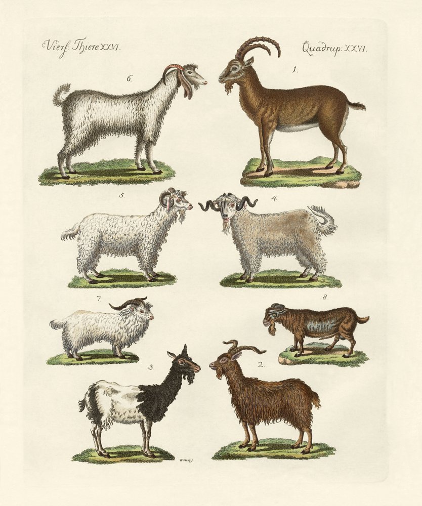 Various Kinds of Goats and Bucks by German School