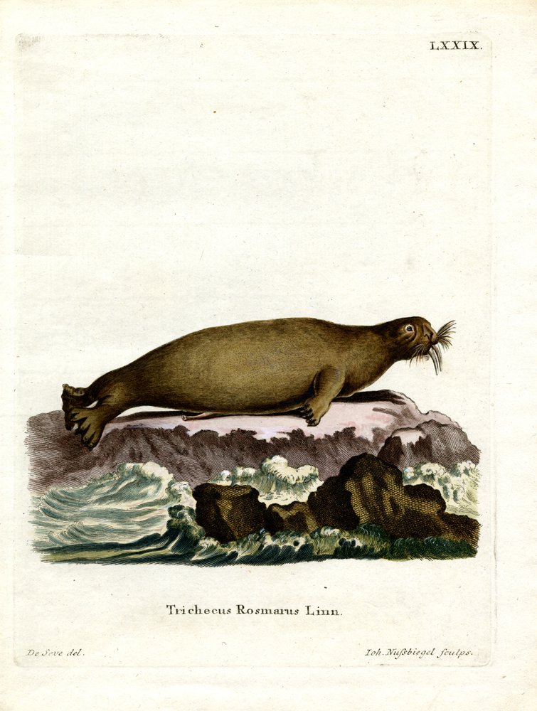 Walrus by German School: Premium art reproduction