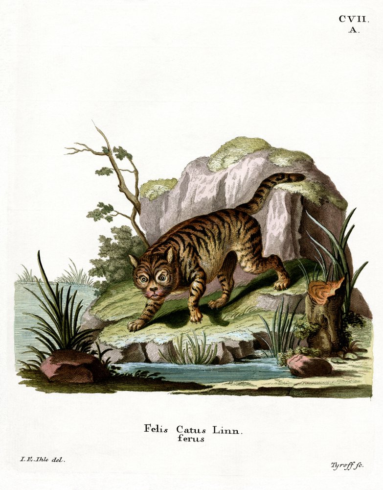 Wildcat by German School: Highest-quality art reproduction